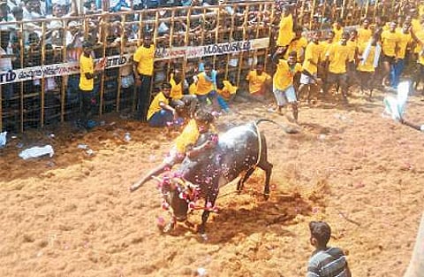 தச்சங்குறிச்சியில் நடைபெற்ற ஜல்லிக்கட்டில் காளையை அடக்கும் வீரர். (கோப்புப்படம்)