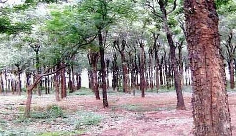 பரளிக்காடு சூழல் சுற்றுலா: இன்றுமுதல் இணையதள முன்பதிவு தொடக்கம்