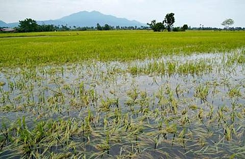 மழைநீரில் மூழ்கும் நெற்பயிர்களை காப்பது எப்படி?