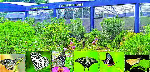 வண்டலூர் வண்ணத்துப்பூச்சி பூங்காவை கண்டுகளித்த சுற்றுலாப் பயணிகள்