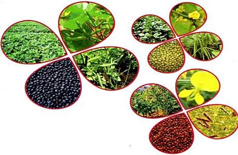 பயறு வகை உற்பத்தி தொழில்நுட்பங்கள்!