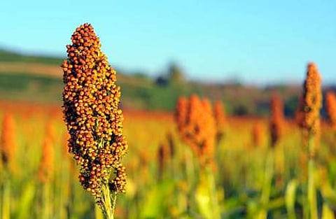 சோளத்தின் வகைகள், பயன்பாடு!