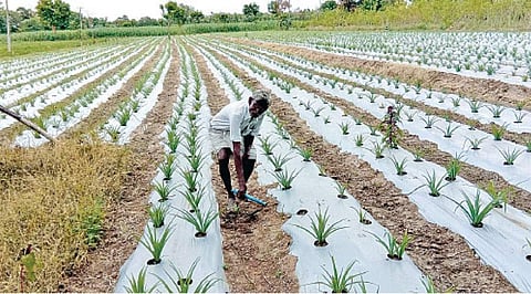 ஜப்பான் தொழில்நுட்பத்தில் சம்பங்கி சாகுபடி
