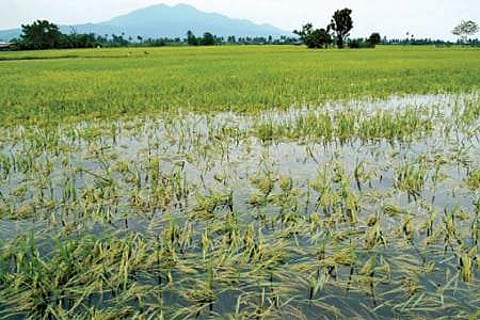 புயலால் பாதிக்கப்பட்ட நெற்பயிரைப் பாதுகாக்கும் வழிமுறைகள்: வேளாண் விஞ்ஞானிகள் விளக்கம்