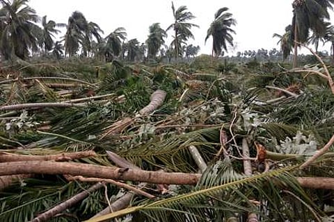 கஜா புயலால் பாதிக்கப்பட்ட தென்னைகளைக் காக்கும் வழிமுறைகள்