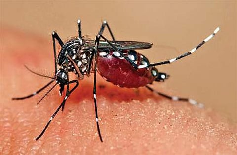 பாகிஸ்தானின் பஞ்சாப் மாகாணத்தில் டெங்கு பாதிப்பு அதிகரிப்பு