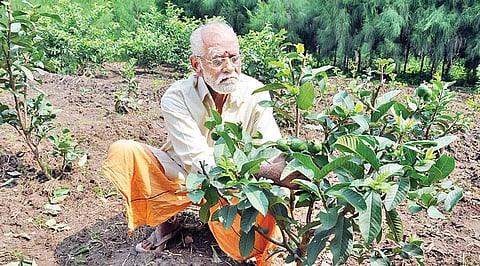 நவீன கொய்யா ரகங்களின் பிரம்மா!