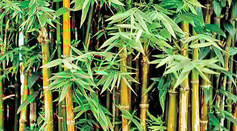 மரங்களின் வரங்கள்!: இயற்கையின் அற்புதம் மூங்கில் மரம்