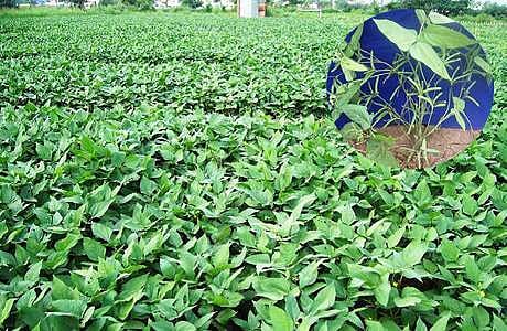 நெல் தரிசில் பயறுவகை சாகுபடி!