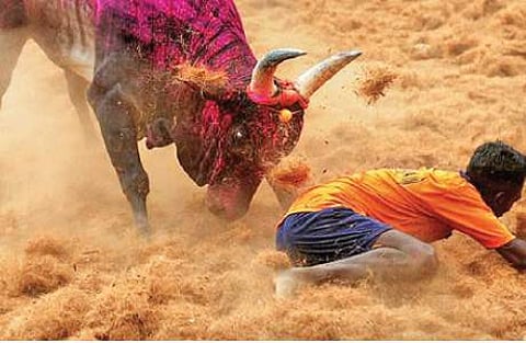 அவனியாபுரம் - ஜன. 15, பாலமேடு - ஜன. 16, அலங்காநல்லூர் - ஜன.17- ஜல்லிக்கட்டு: தேதிகள் அறிவிப்பு