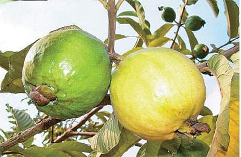 கொய்யாவில் அதிக லாபம் கொய்ய...