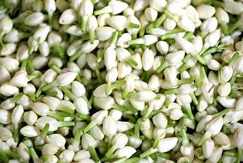 பூக்கள் விலை குறைந்தன: கிலோ ரூ.3000-க்கு விற்கப்பட்ட மல்லிகை ரூ.450