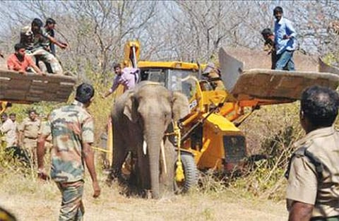 சூளகிரி அருகே அட்டகாசம் செய்து வந்த யானையை லாரியில் ஏற்றும் முயற்சியில் ஈடுபட்ட வனத் துறையினர்.
