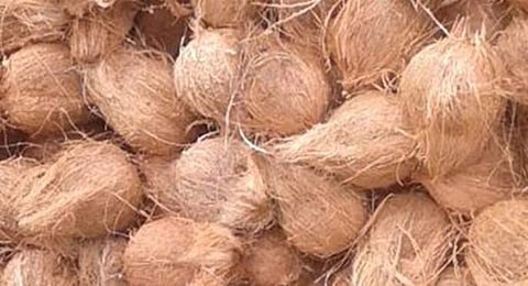 தம்பி கடையில் தேங்காயை திருடி அண்ணன் கடையில் விற்க முயன்றவர் கைது