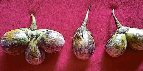 கத்தரிக்காய் ட்வின்ஸ்!