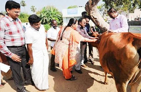 மோவூர் கிராமத்தில் கால்நடைக்குத் தடுப்பூசி அளிப்பதைப் பார்வையிட்ட ஆட்சியர் எ.சுந்தரவல்லி.