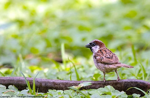 இன்று உலக சிட்டுக்குருவிகள் தினம்... சிட்டுக்குருவிகளுக்காக ஸ்பெஷல் சிட்டுக்குருவி சிறுகதை!