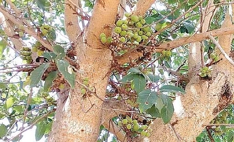 வாழப்பாடி பகுதியில் அரிதாகி வரும் மருத்துவக் குணம் கொண்ட அத்தி மரங்கள்