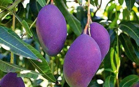 சர்க்கரை நோயாளிகளின் மாம்பழ ஆசை தீர்க்க வந்த ஊதா நிற மாம்பழங்கள்!