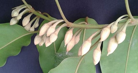 இன்றைய மருத்துவ சிந்தனை: மகிழ மரம்