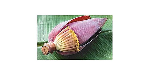 தெரிந்து கொள்வோம்: வாழைப்பூவின் மருத்துவ பயன்கள் !