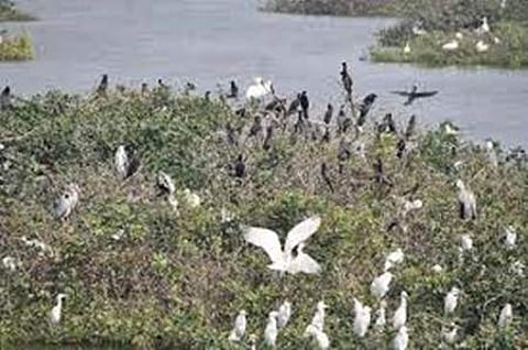 உலக வலசை போதல் தினம் - ஜோதிடம் கூறும் தெரியாத உண்மைகள்!