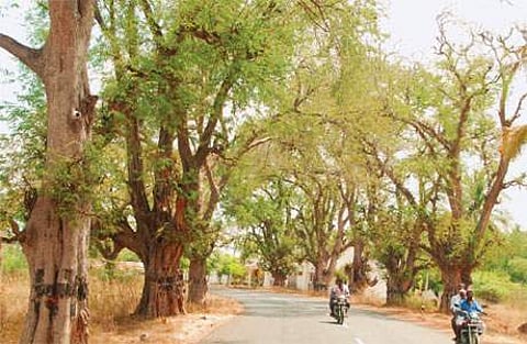 நோய்வாய்ப்பட்ட மரங்களுக்கு புத்துயிரூட்ட ஆம்புலன்ஸ் வசதி