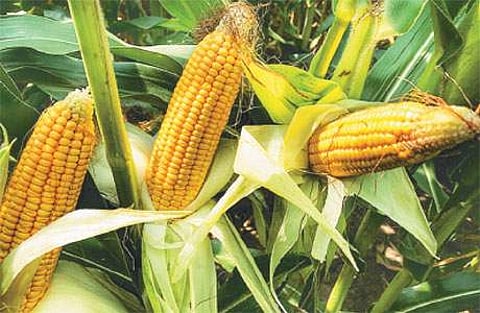 மானாவாரி சோளம் சாகுபடி!