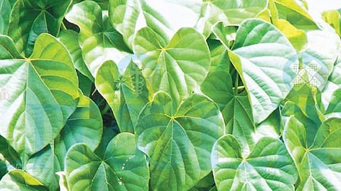 இன்றைய மருத்துவ சிந்தனை: சீந்தில் கொடி