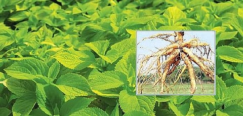 "கூர்க்கன்' மூலிகை செடி சாகுபடி தொழில்நுட்பங்கள்!