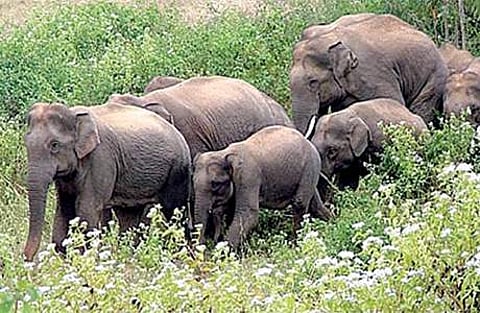 இன்று சர்வதேச யானைகள் தினம்: யானைகளைப் பாதுகாக்க அறிவியல்பூர்வமான திட்டம் தேவை