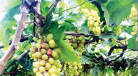 ஓடைப்பட்டி பகுதியில் தொடர் மழையால் கொடியிலேயே அழுகிய திராட்சை பழங்கள்.