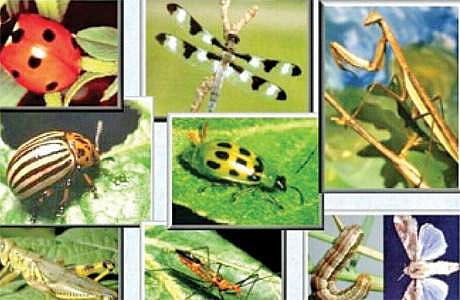 நன்மை செய்யும் பூச்சிகளைக் காப்போம்!