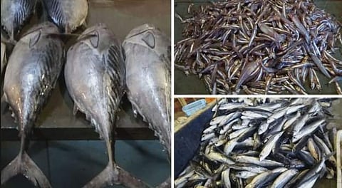 பல்லாவரம் காந்தி மீன் மார்க்கெட்... வகை வகையான மீன்களை விளக்கும் யூ டியூப் காணொளி!