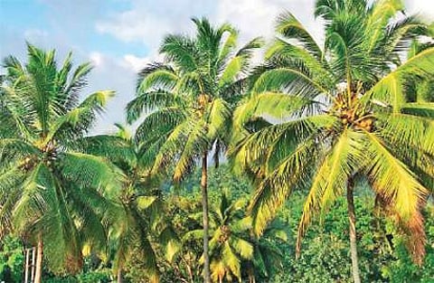 தென்னையில் வெள்ளை ஈயின் பாதிப்பும், தடுப்பு வழிமுறைகளும்!