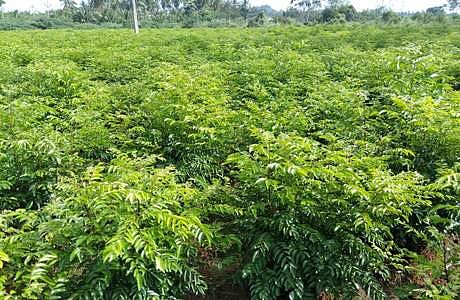 5 ஆண்டுகளுக்கு லாபம் ஈட்டித் தரும் கருவேப்பிலை!