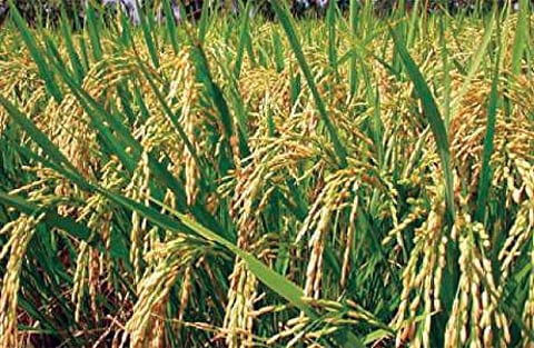 அதிக மகசூல் தரும் 109 புதிய பயிா் ரகங்கள் இன்று அறிமுகம்!