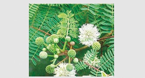 மரங்களின் வரங்கள்! கருங்காலி மரம்