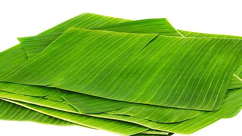 நெகிழிக்கு மாற்றான வாழை இலைகளுக்கு கூடி வரும் மவுசு!
