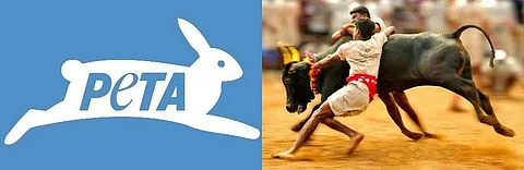 ஜல்லிக்கட்டுக்கு தடை கோரிய பீட்டா: அமெரிக்க காளை திருவிழாவுக்கு வரவேற்பு