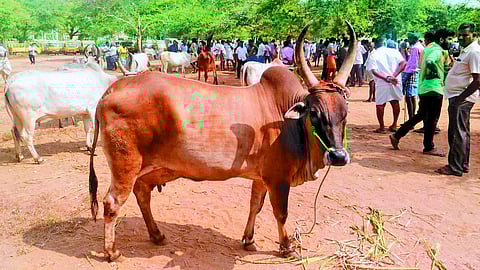 பழையகோட்டை மாட்டுச் சந்தையில் சாதனை: ரூ. 2 லட்சத்துக்கு காங்கேயம் இனப் பசு விற்பனை