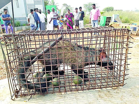 கூண்டில் சிக்கிய அரிய வகை மர நாய்