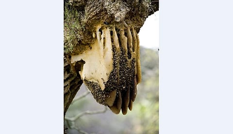 கொல்லிமலையும்...கொம்புத் தேனும்...