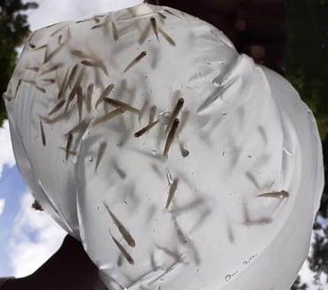 மீன் குஞ்சுகள்.