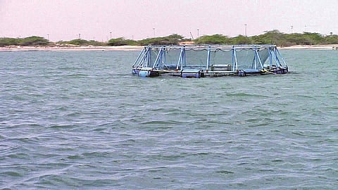 அதிக லாபம் தரும் சிங்கி இறால் மீன் வளர்ப்புத் தொழில்