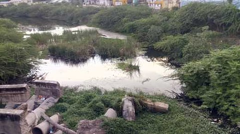 முள்புதா் நிறைந்து காட்சியளிக்கும் ஏா்வாடி நம்பியாறு.