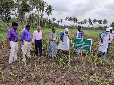 தெட்சிணாபுரம் கிராமத்தில் அமெரிக்கன் படைப்புழுத் தாக்குதலைக் கட்டுப்படுத்த மருந்தடிக்கும் பணியைத் தொடங்கி வைக்கும் மாவட்ட வருவாய் அலுவலா் டி. சாந்தி.