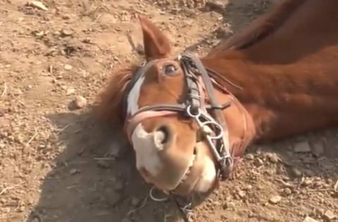 மயக்கம் வருவதுபோல் நடிக்கும் குதிரை