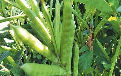 கொத்தவரங்காயில் உள்ள சத்துகள்!