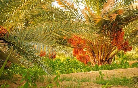 தோட்டக் கலைத் துறை சாா்பில் பேரீச்சை சாகுபடிக்கு மானியம்